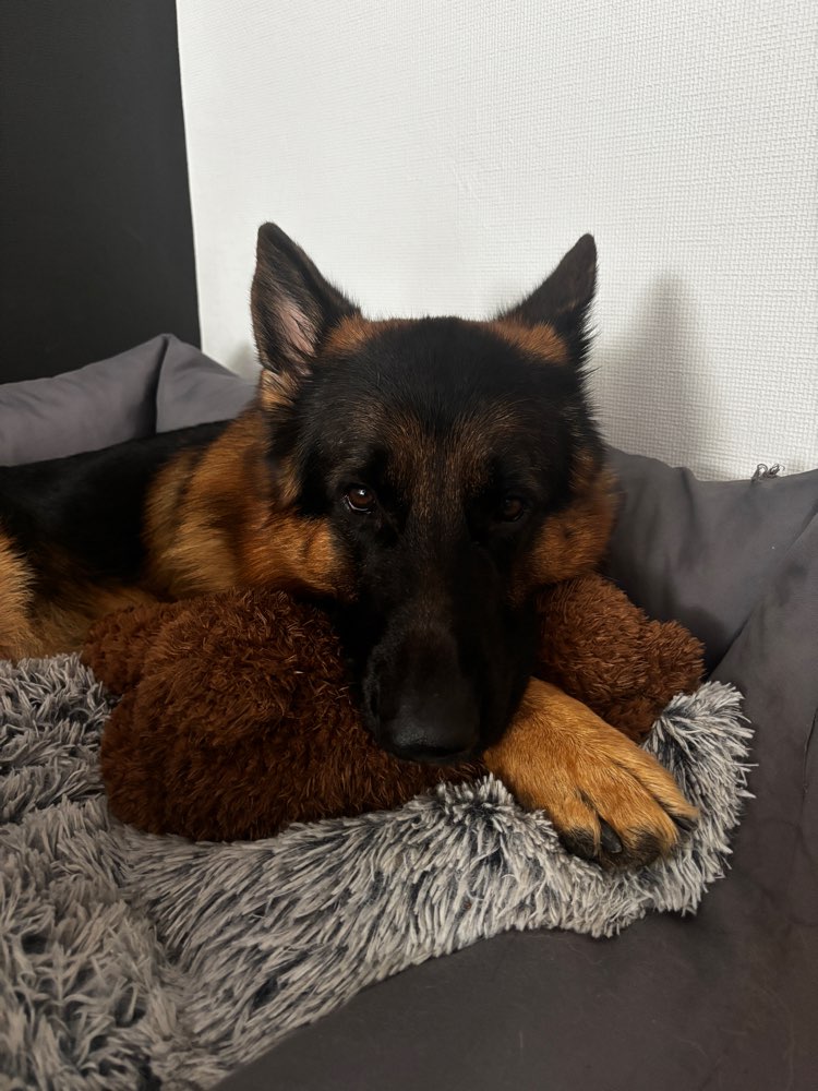 Hundetreffen-Hunderunde mit Kumpels 🐾-Profilbild