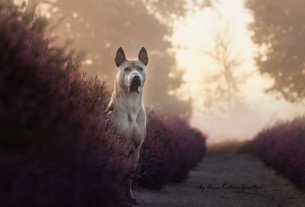 Hundetreffen-Social Walks / Playdates Lennep-Profilbild