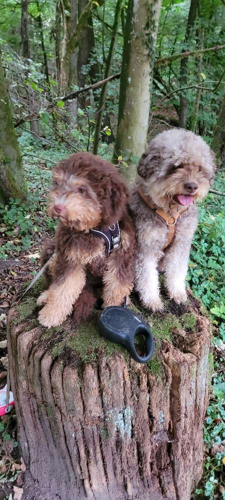 Hundetreffen-Welpentreffen-Profilbild