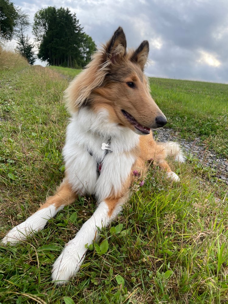 Hundetreffen-Social walk-Profilbild