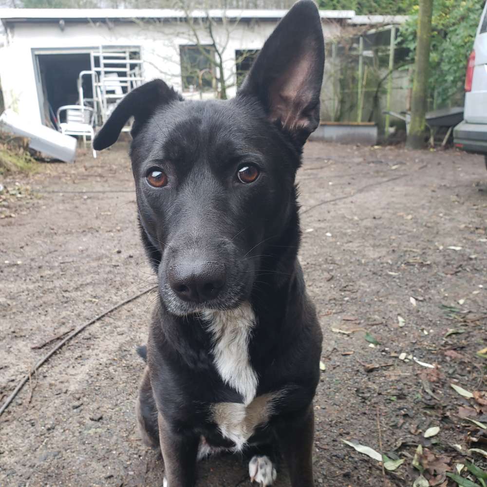 Hundetreffen-Hundebegegnung-Profilbild