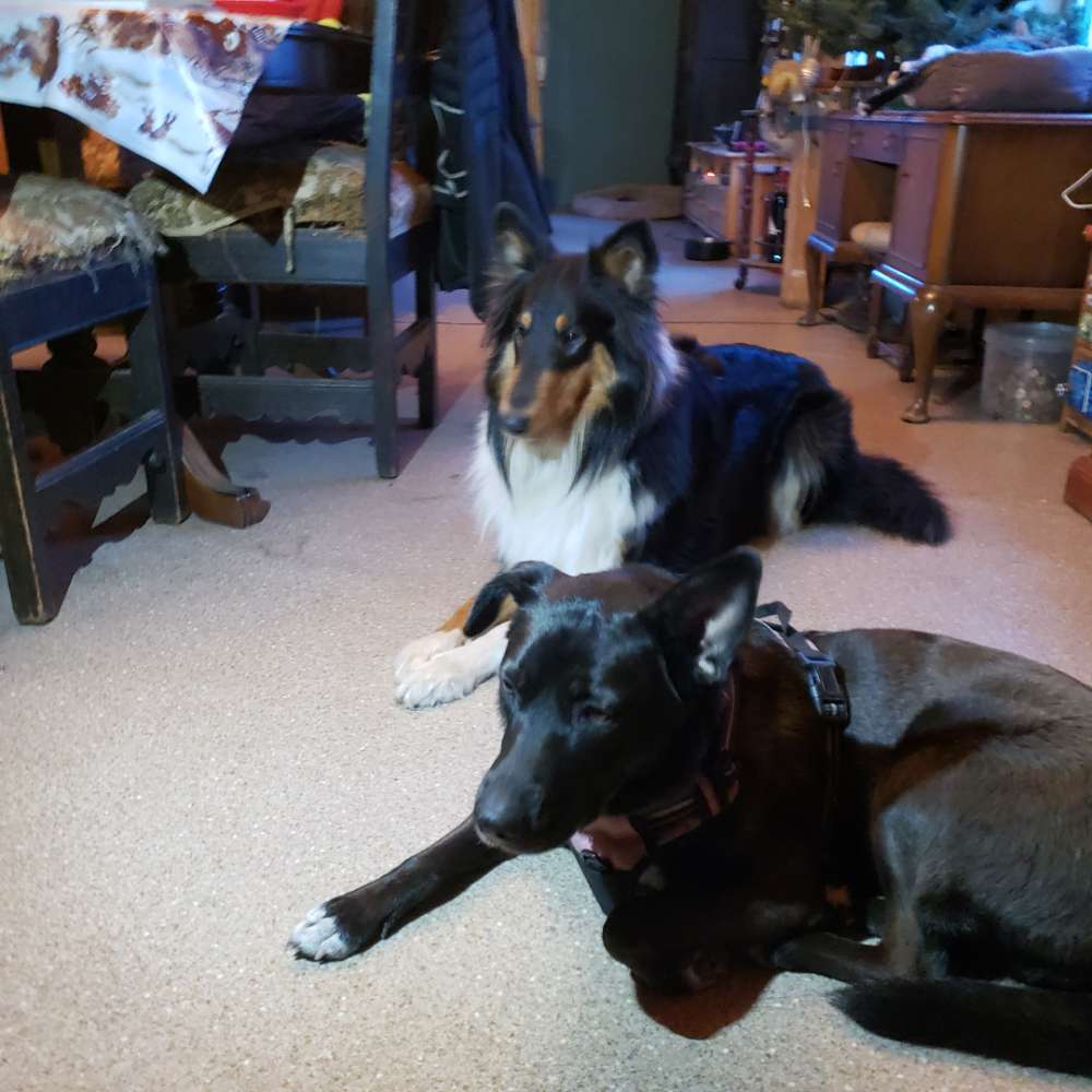 Hundetreffen-Hundespass und Training  in Haan-Profilbild