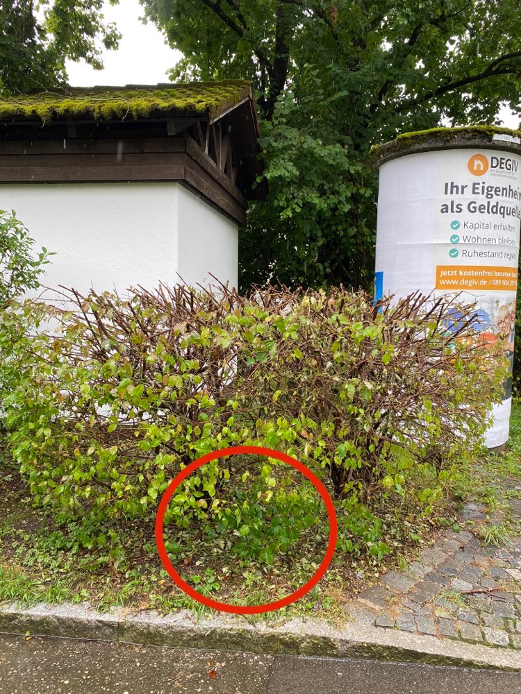 Giftköder-Vermutlich Rattengift-Profilbild