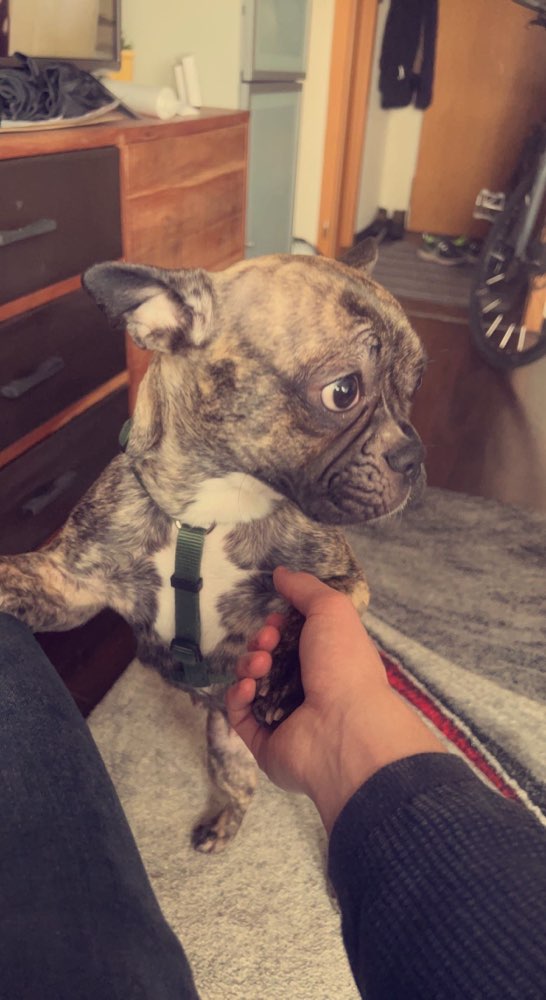 Hundetreffen-Spiel & Gassi Freund für Hündin Bella-Profilbild