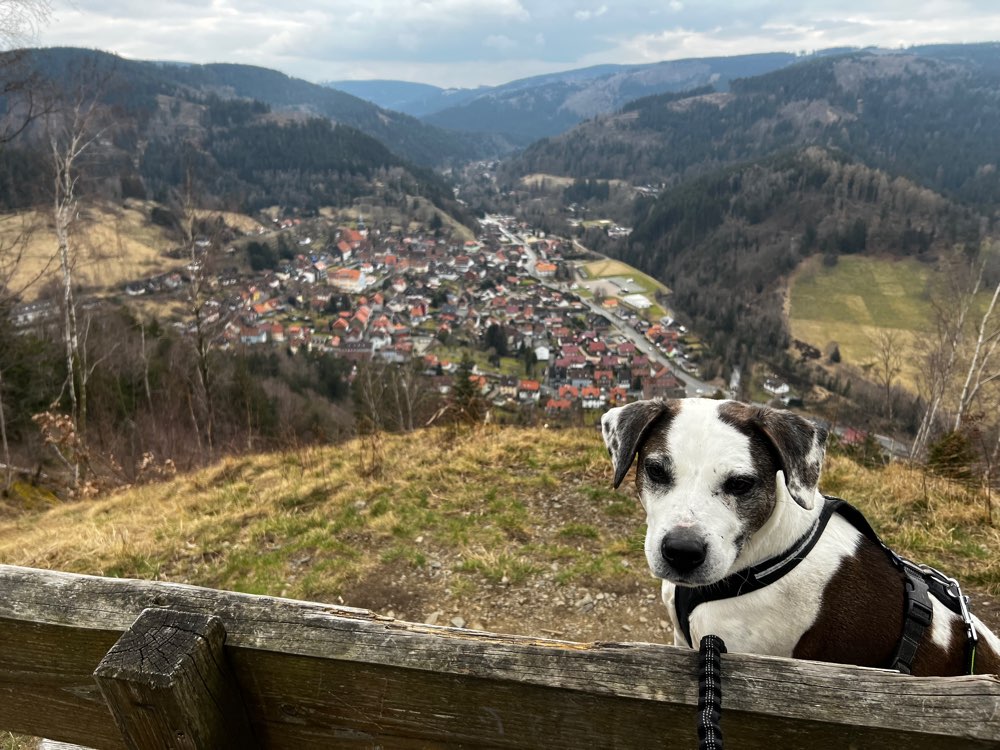 Hundetreffen-Gemeinsame Gassi- und Wandertouren-Profilbild