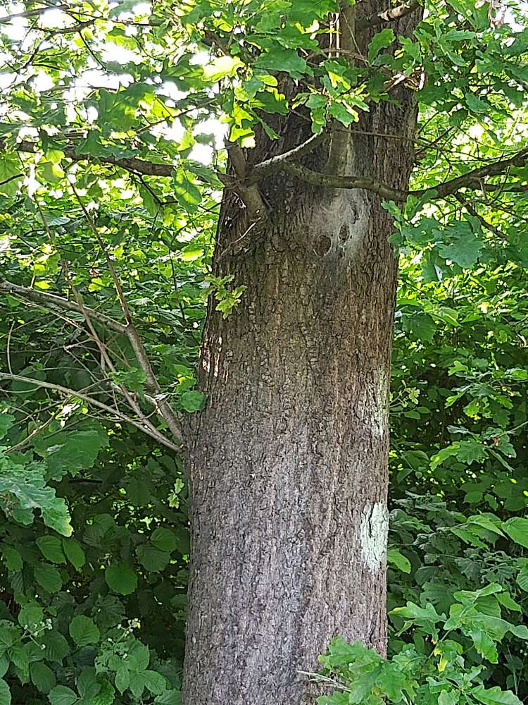 Giftköder-Eichenprozessionsspinner!!!-Profilbild