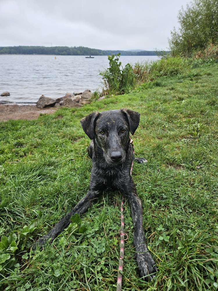 Hundetreffen-Social Walk, Training und Spielrunden-Profilbild