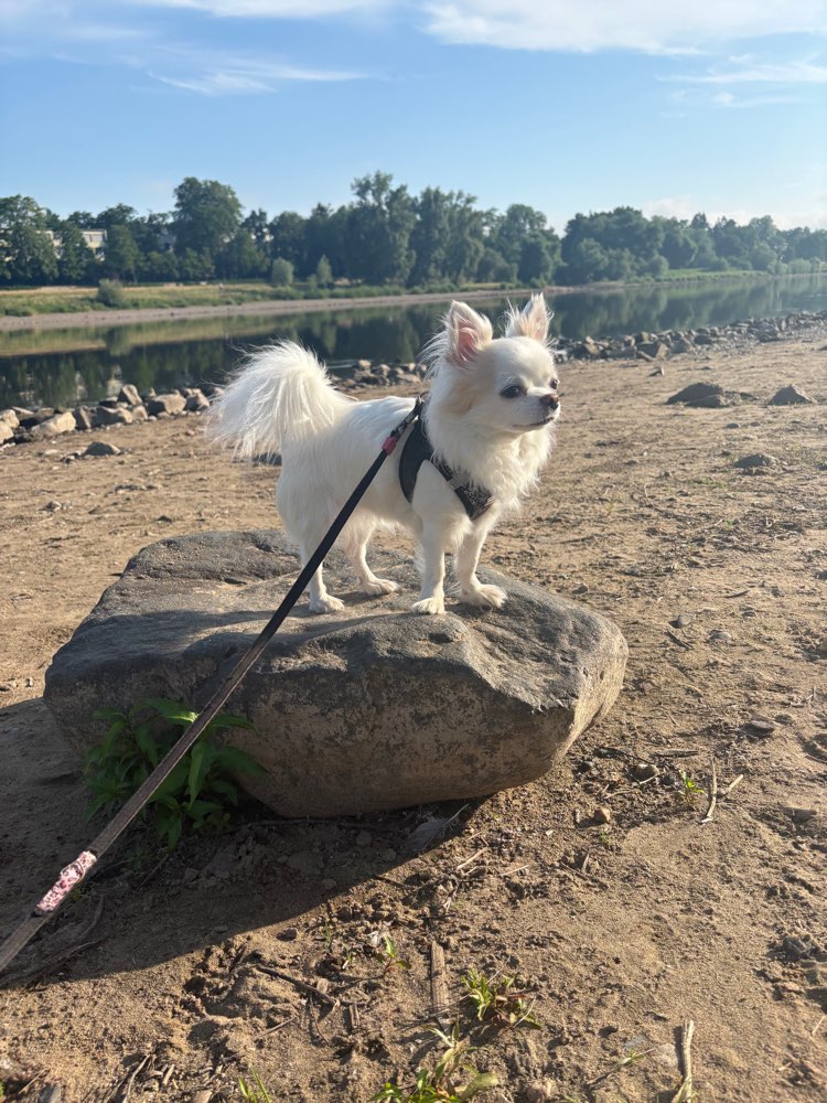 Hundetreffen-Gassirunde mit Schnipsel🐾-Profilbild