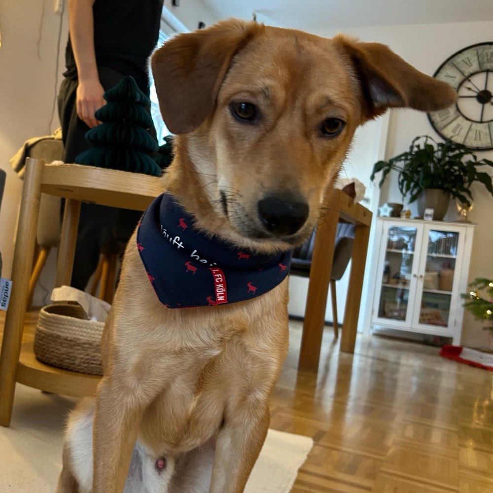 Hundetreffen-Gassi- und Spielrunde im Raum Siegburg-Profilbild