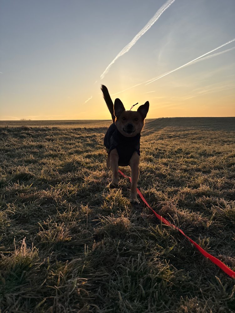 Hundetreffen-Gemeinsame Gassi- oder Spieltreffen gesucht :)-Profilbild