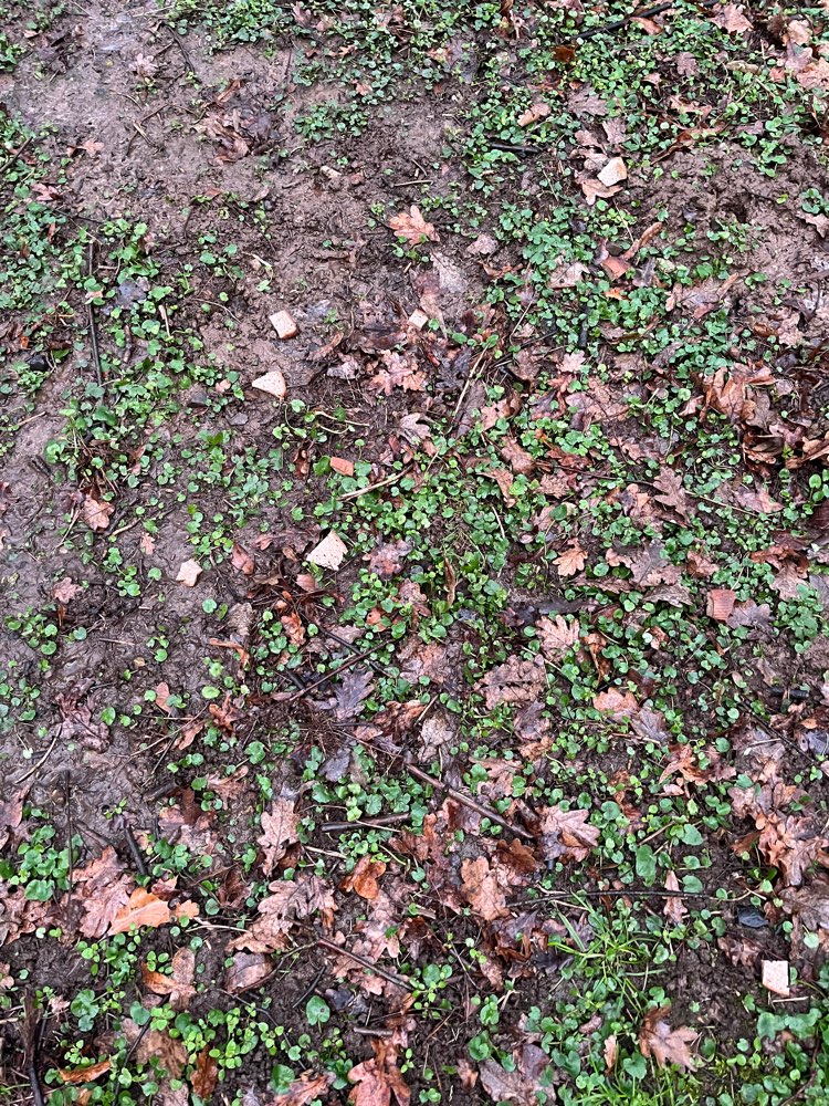 Giftköder-Vermutlich Giftköder-Profilbild