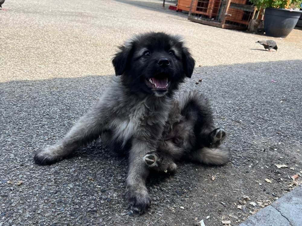 Hundetreffen-Welpentreffen-Profilbild