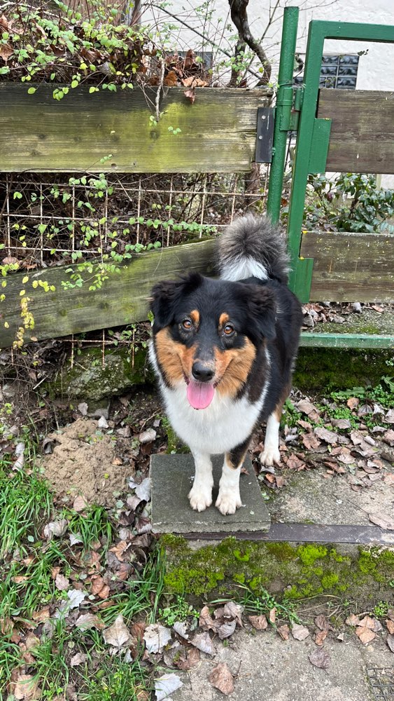 Hundetreffen-Hundetreffen in Winkel (Oestrich-Winkel)-Profilbild