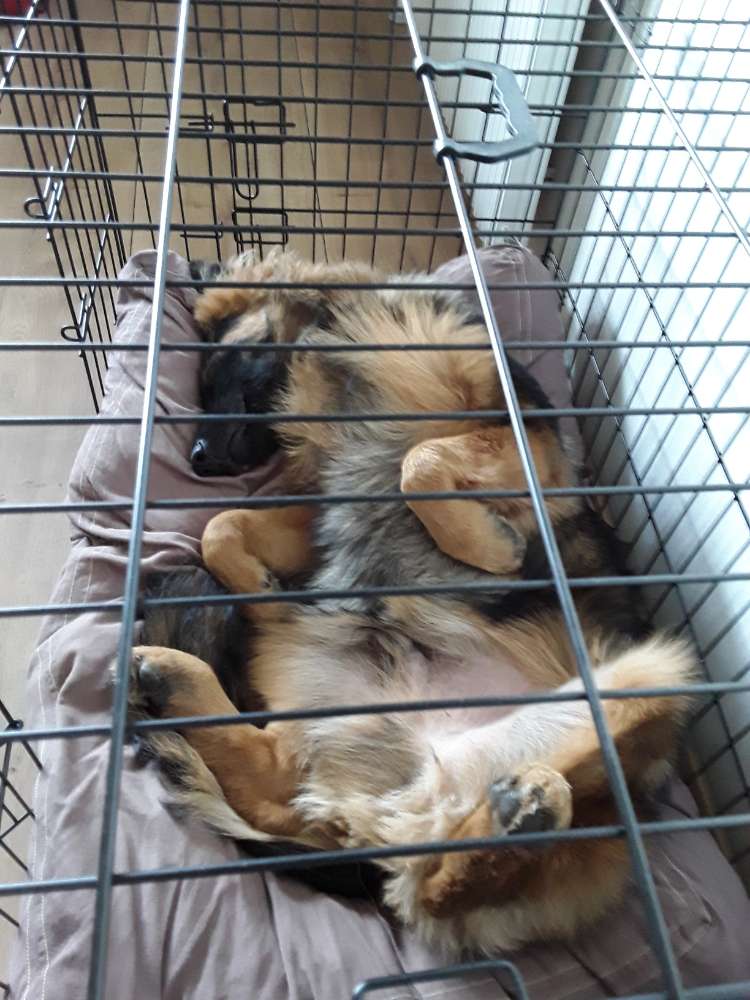 Hundetreffen-Freunde finden zum Gassi gehen, spielen und toben-Profilbild