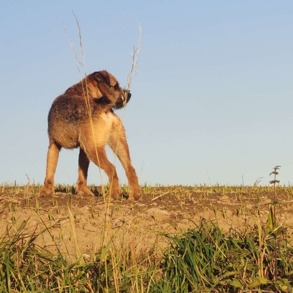 Hundetreffen-Gassi /spielen /rennen 🐕🐾🐺-Profilbild