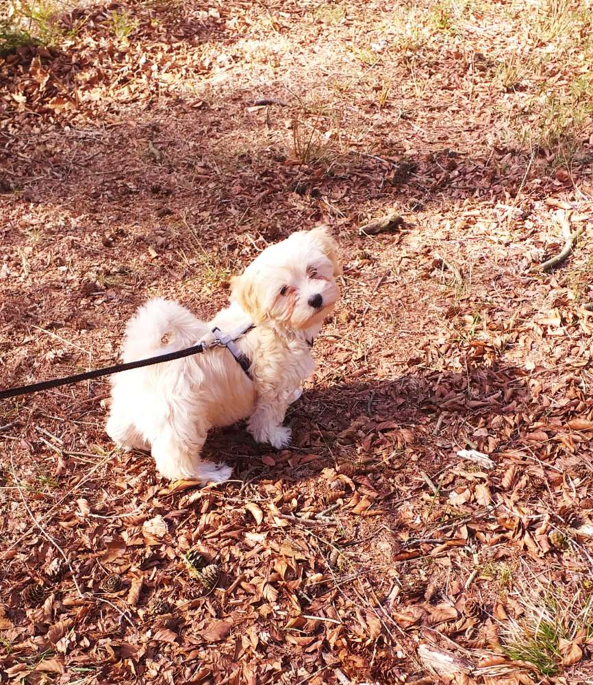 Hundetreffen-Havaneser-Profilbild