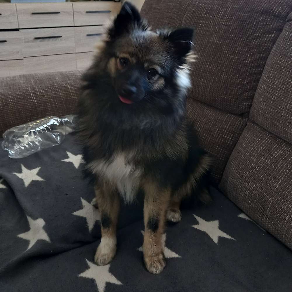 Hundetreffen-"Junghund/ Erwachsene "treffen" in Celle-Profilbild