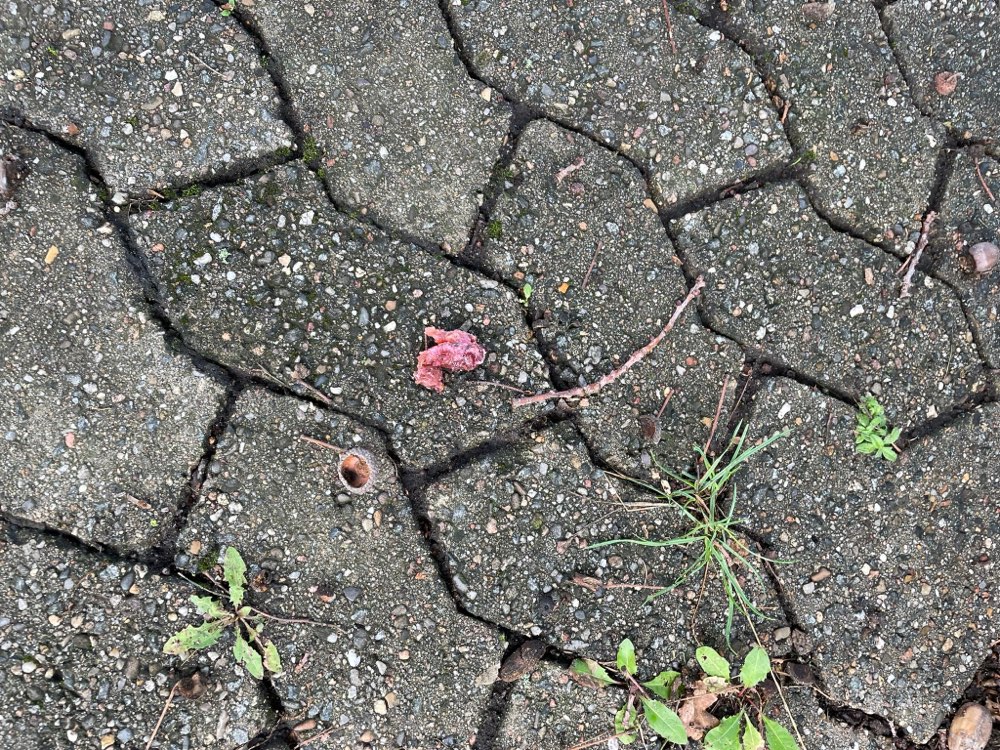 Giftköder-Frische Fleischstücke ausgelegt-Profilbild