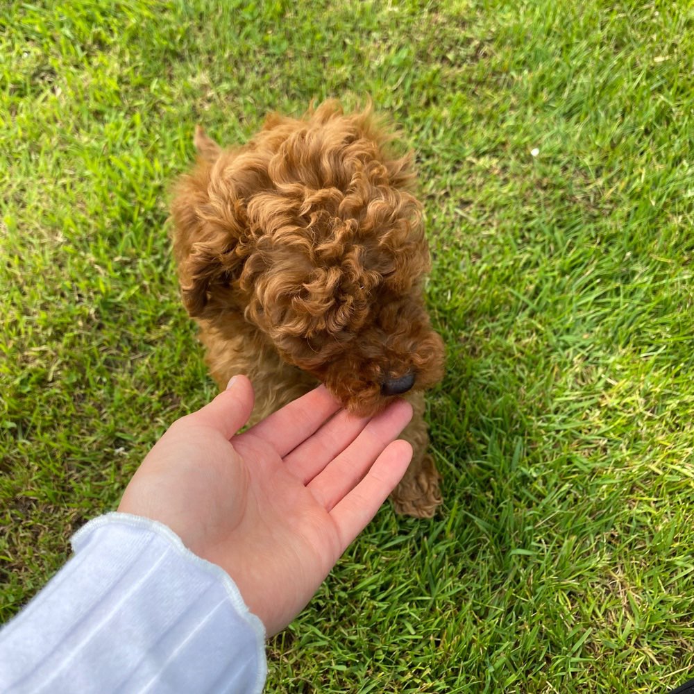Hundetreffen-Dackel-Zwergpudel-Treff-Profilbild