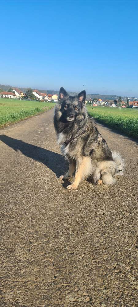 Hundetreffen-Gemeinsame Gassirunde und/oder Spielrunde-Profilbild