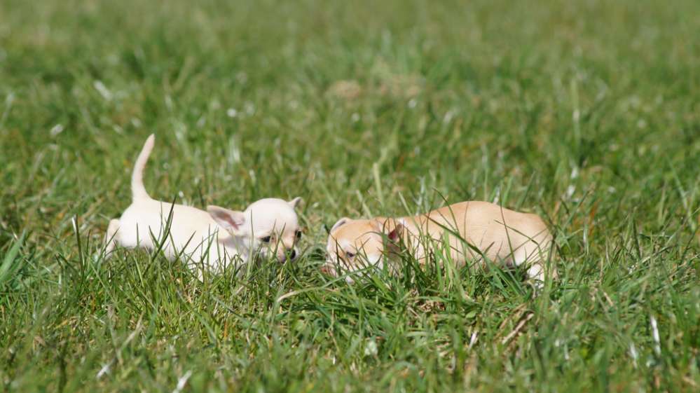 Hundetreffen-Welpen treffen in katharinenstraße 28-Profilbild