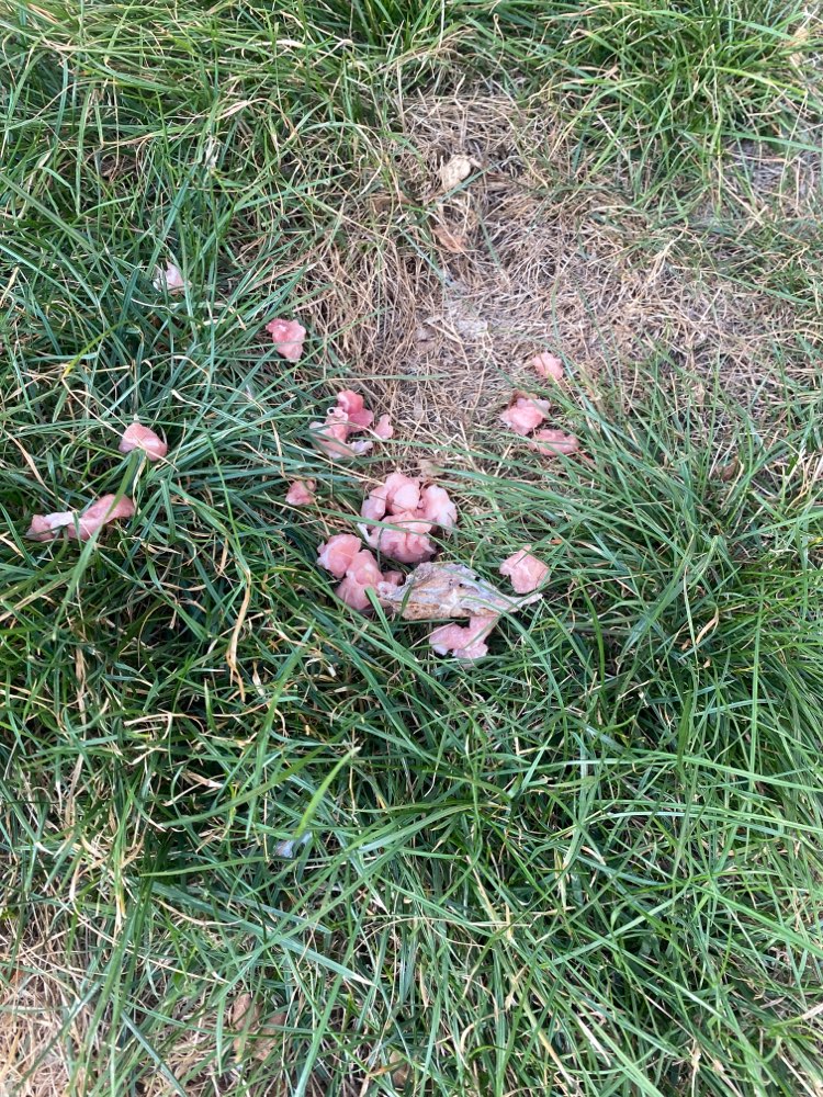 Giftköder-Ausgelegtes Hühnerfleisch-Profilbild