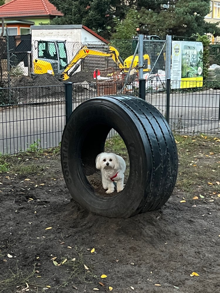 Hundetreffen-Kleine Hunde ( bis 8kg ) Treff auf dem kleinen Hundeplatz :)-Profilbild