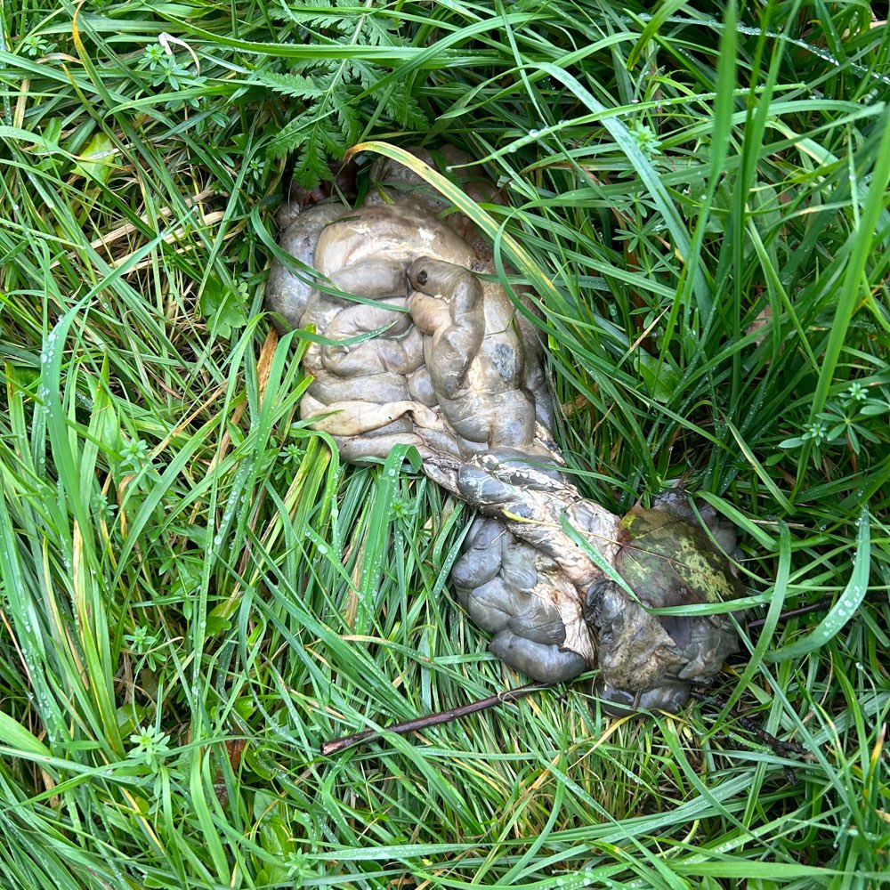 Giftköder-Tiereingeweide-Profilbild