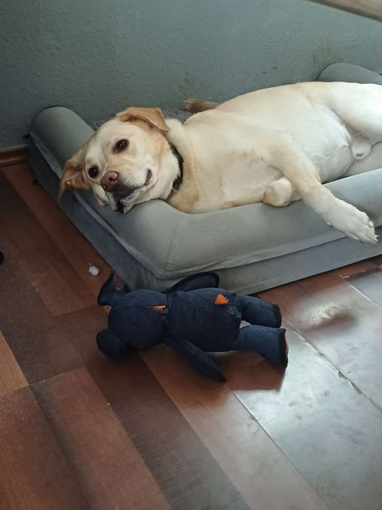 Hundetreffen-Hunde kennen lernen zum Sozialisieren-Profilbild