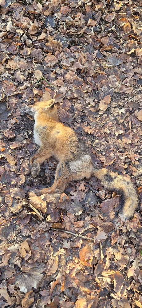 Giftköder-Toter Fuchs (Fuchsräude)-Profilbild