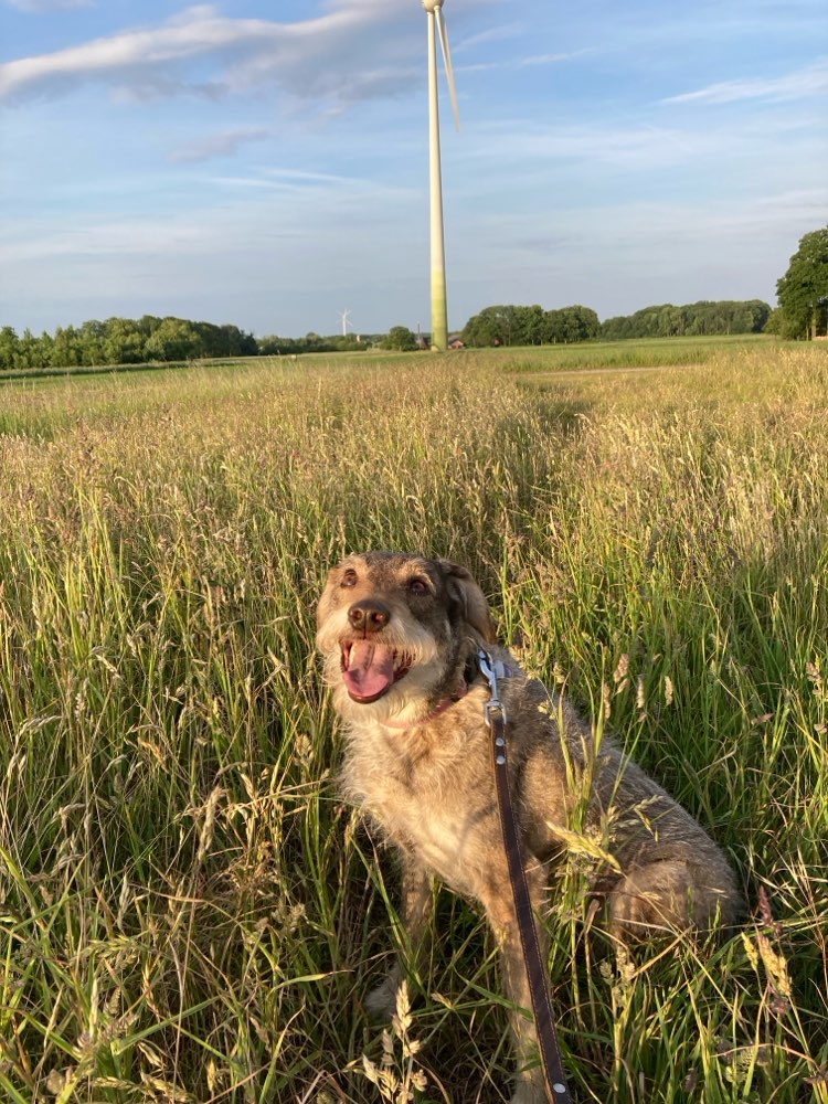 Hundetreffen-Neue Kontakte 👋🏼🐶🙂-Profilbild