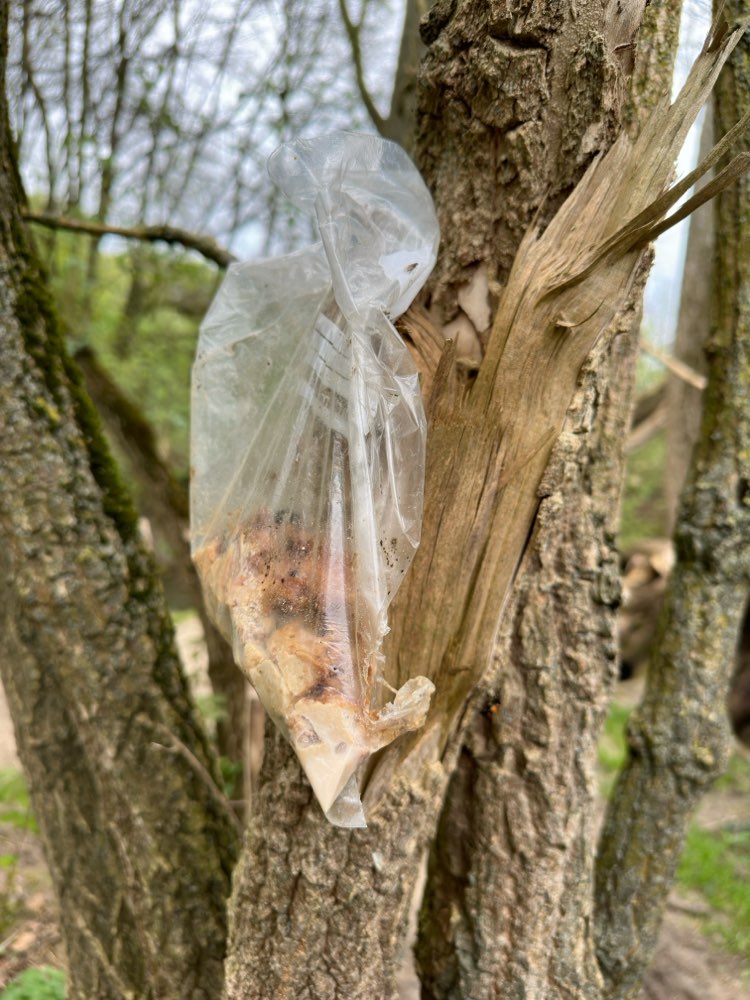 Giftköder-Kleine Fleischstücke an Baum gehängt-Profilbild