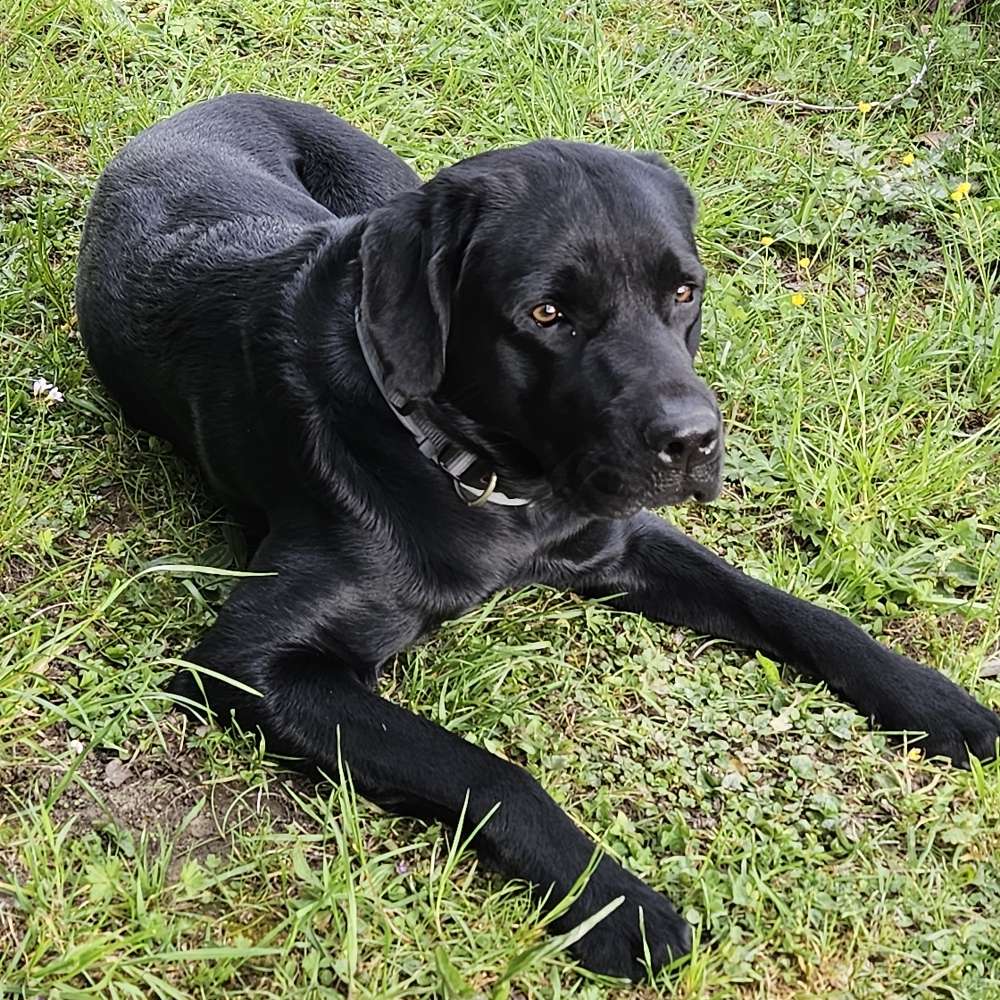 Hundetreffen-Spielrunde-Profilbild