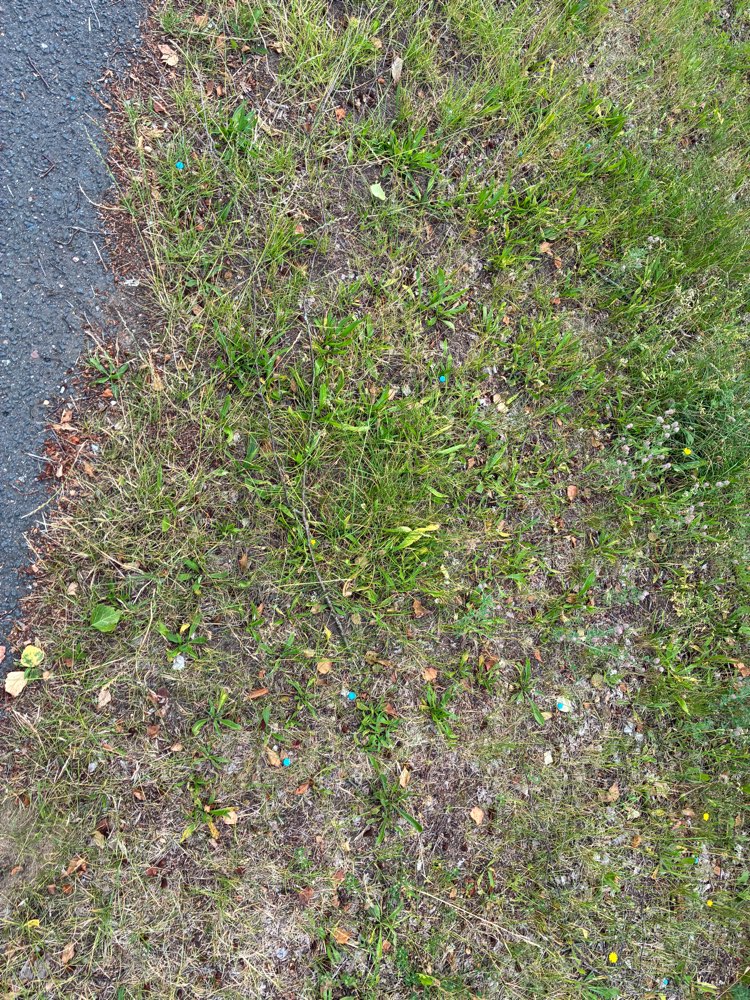 Giftköder-Rattengift ausgelegt-Profilbild