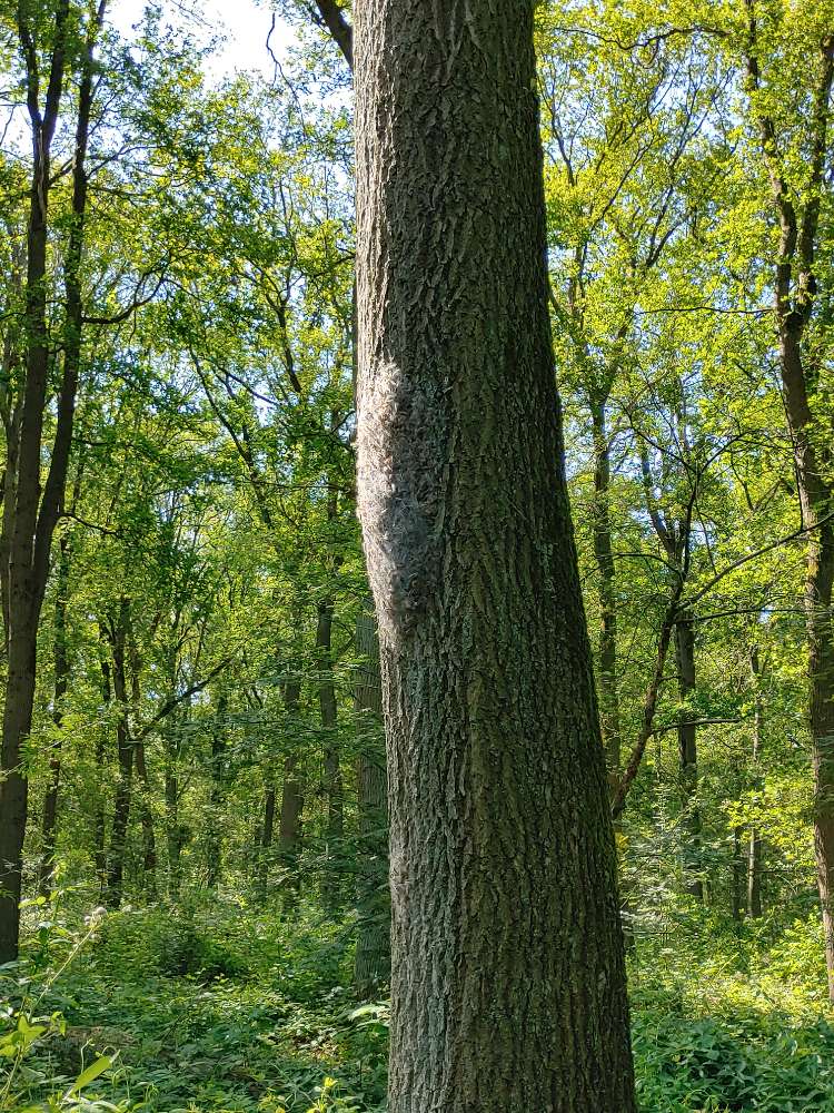 Giftköder-Eichenprozessionspinner-Profilbild