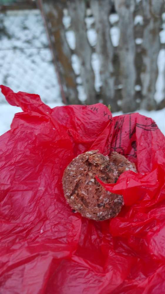 Giftköder-Evtl. wieder Giftköder an Starzel-Profilbild