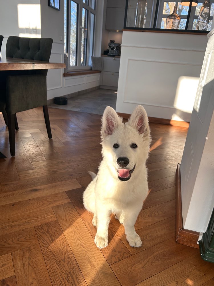 Hundetreffen-Gezielte Sozialkontakte für einen Welpen – ruhige, souveräne Althunde gesucht-Profilbild