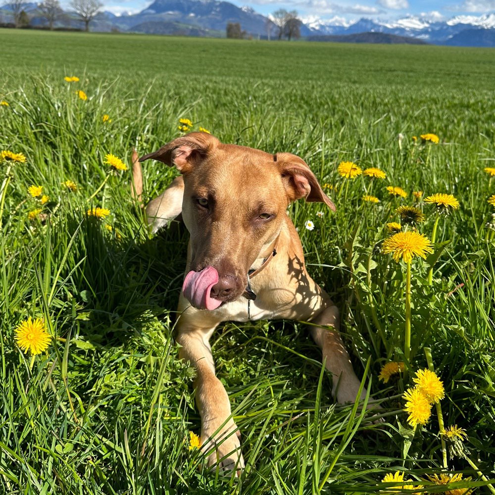 Hundetreffen-Spazieren und Spieltreffen-Profilbild