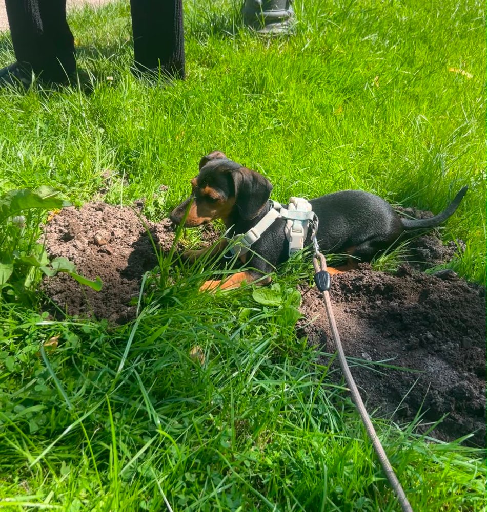 Hundetreffen-Gassi Runde-Profilbild