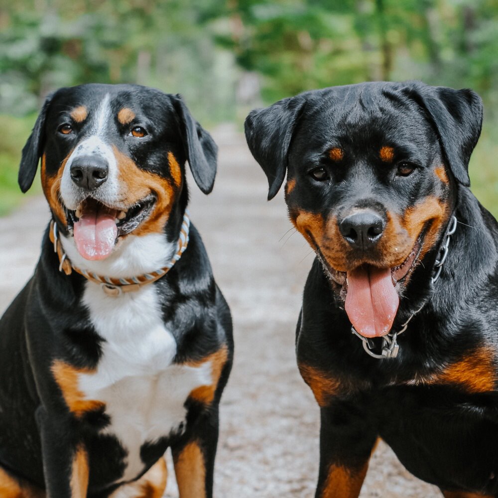 Hundetreffen-Hundegruppe Spaziergang + Spielrunde-Profilbild