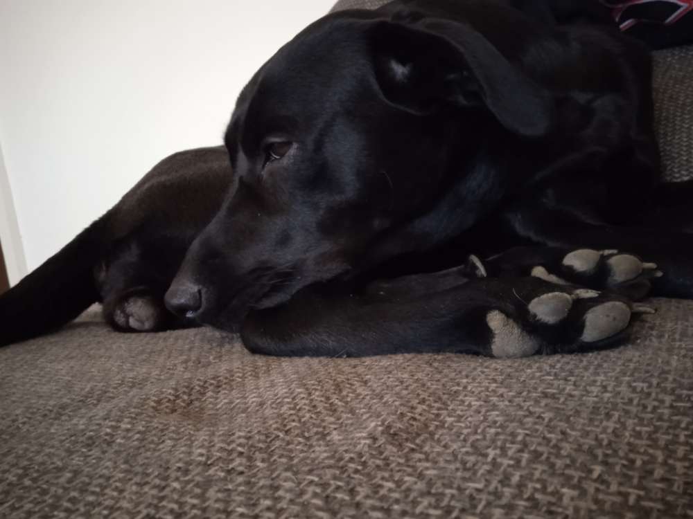 Hundetreffen-In Rheindahlen auf den Feldern-Profilbild