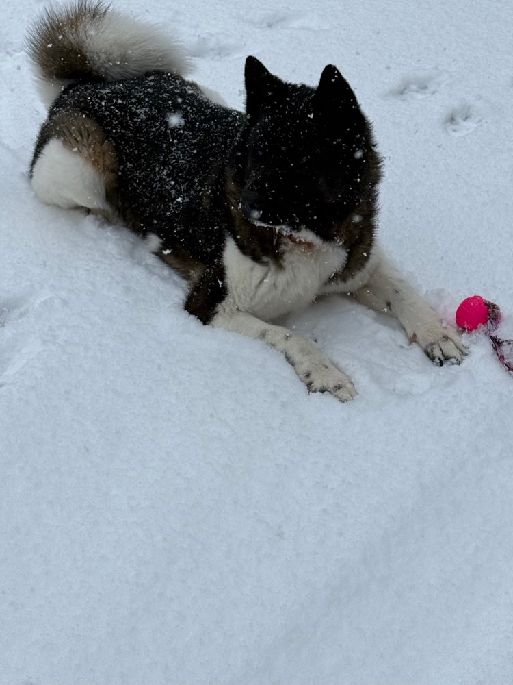 Hundetreffen-Gemeinsam Spazieren 🌳🌳🐕🐕-Profilbild