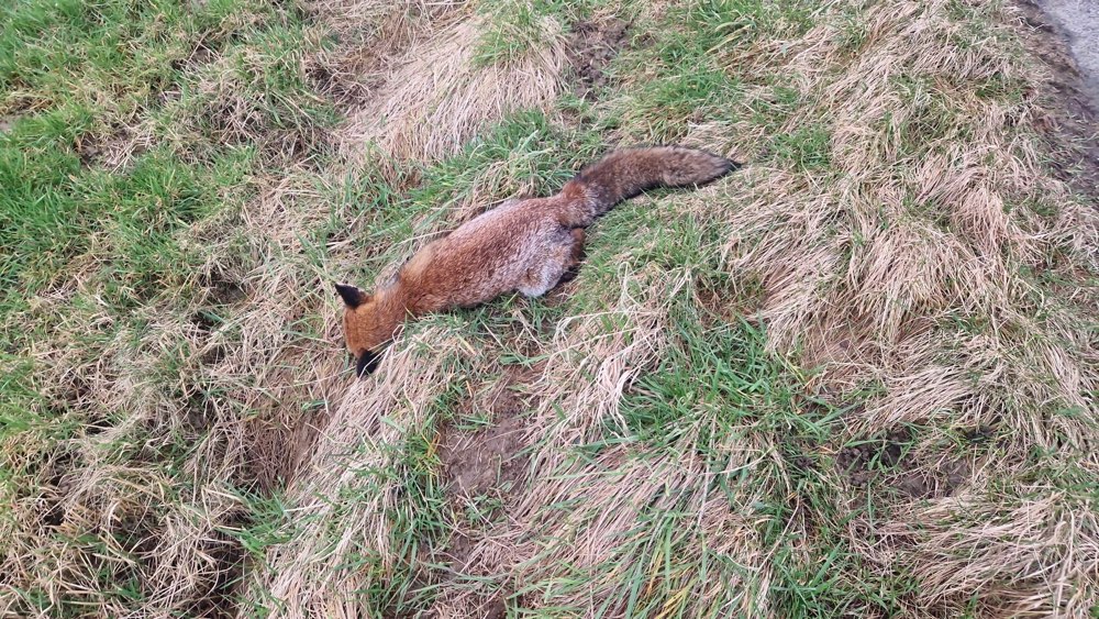 Giftköder-Staupe-Profilbild