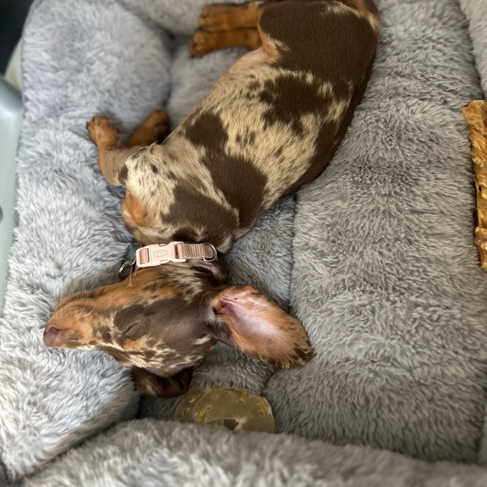 Hundetreffen-Welpentreffen-Profilbild