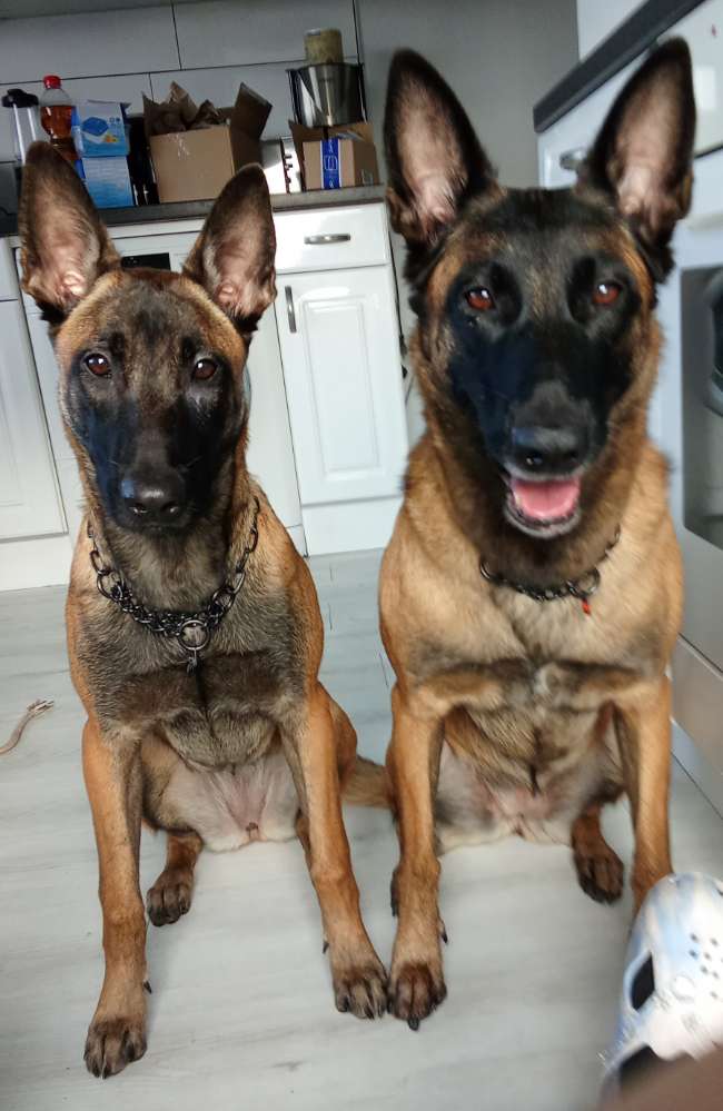 Hundetreffen-Faehrtenarbeit-Profilbild