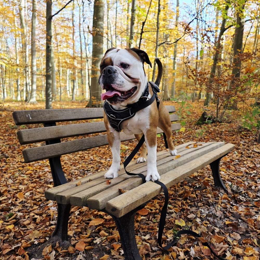 Hundetreffen-Gelegenheit zum Toben mit gleichgesinnten gesucht-Profilbild