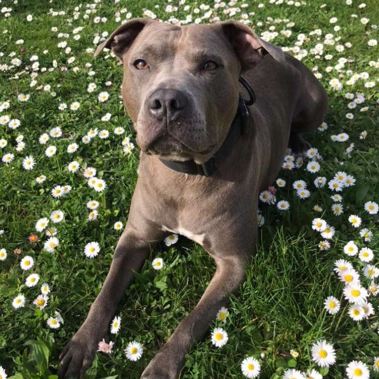 Hundetreffen-Gassi Runde an der Wakenitz.-Profilbild