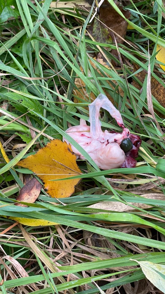 Giftköder-Fleisch-/ Gewebeteile-Profilbild