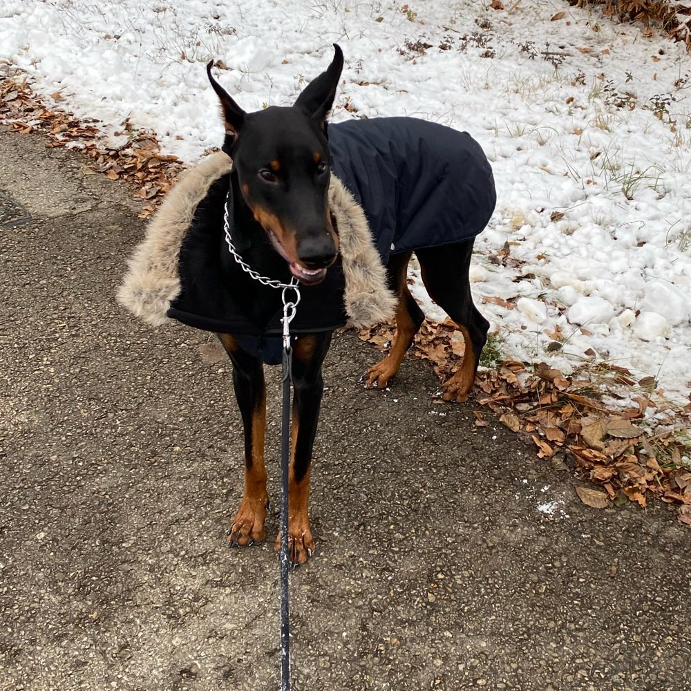 Hundetreffen-Gassirunde / gemeinsames spielen-Profilbild