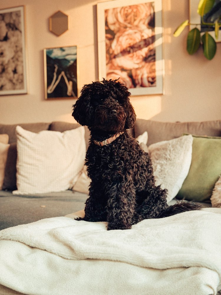 Hundetreffen-Social Walk / Gassi Runde-Profilbild